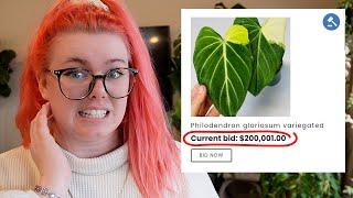 YIKES… Houseplants Are Just As Expensive As Pokémon Cards | PlanTEA