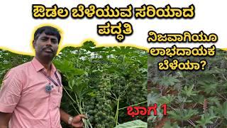 ಅಡಿಕೆ, ತೆಂಗು, ಹಲಸು ಮಾವಿನಲ್ಲಿ ಅಂತರ ಬೆಳೆಯಾಗಿ ಔಡಲ | Castor Farming Details @mrerehulaa