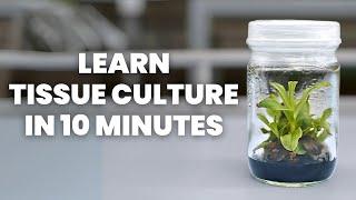 Tissue Culture Beginner's Guide - Learn ALL the Basics