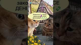 Шалаш развалился #мыкотики #вмем #разговор #анекдот #шутки #кот #юмор #смешное #прикольно #мемы #cat