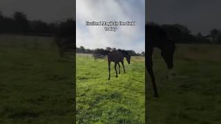 Crazy horse in the field #horse #horses #horsesofinstagram #equestrian #equine