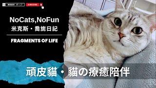 Mix美短貓旎亞Nia｜貓的療癒陪伴術 #funny #cat #pets #cute #pets #cuteanimals