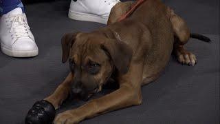 Meet Alaska, a 4-month-old puppy from the Hamilton/Burlington SPCA