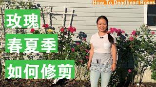 [ENG SUB] 玫瑰春夏季如何修剪 How To Deadhead Roses