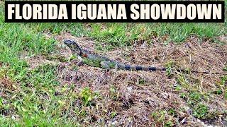 Blowdart Hunting Iguanas In Florida