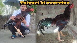 Aseel murga ko taiyari pr kesy lagaen|Aseel murga ka stamina kaise badhaye