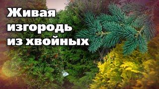 Хвойные в живой изгороди. Выбор культур, плотность посадки, возможные проблемы
