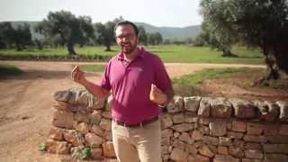 Private Tours of Olive Groves in Italy