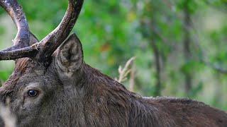 Fast growing RED DEER antlers