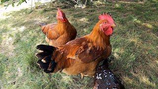 Raising Freedom Rangers for meat chickens. You won't be disappointed, here's why!