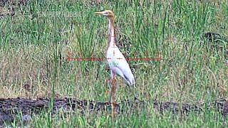 Hunting Giant Egret Crane With Arken Optics Zulus