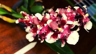 Plant Orchid Care - Oncidium Heaven Scent Redolence (Chocolate Scented)