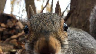 Up-Close View of Forest Critters: Squirrels, Songbirds Crows Woodland Birdsong Birdwatching For Cats