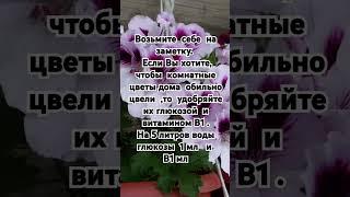 Возьмите  себе  на заметку.  Если Вы хотите, чтобы комнатные цветы дома обильно цвели .