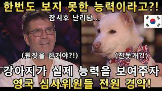 한번도 보지 못한 강아지의 경이로운 능력을 보고 영국 심사위원들이 눈물흘린 이유!(해외반응)ㅣ브리튼 갓탤런트 GOT TALENTㅣ소마의리뷰