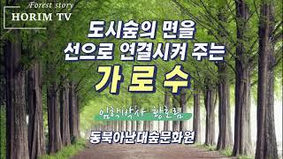 가로수와 가로수림, 동북아난대숲문화원, HORIM-TV