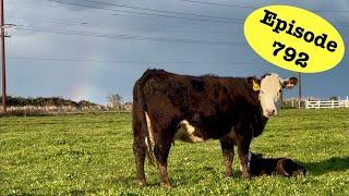 Calving is in Full Swing