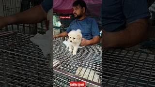 Pat Market Kolkata Gallife Street / lowest price puppy dog / Gallif Street dogs