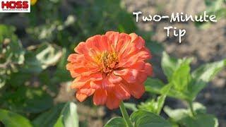 Pruning ZINNIAS for Sturdier, More PRODUCTIVE Plants