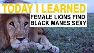 TIL: Female Lions Are Attracted to Black Manes | Today I Learned