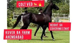 ahemdabad ka ved  ghoda ||covering start|| sire by dev all India champion ||