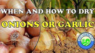 When and how to dry or store onions and garlic after harvest