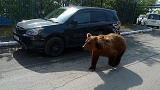 МЕДВЕДЬ В ГОРОДЕ | Новости Камчатки | Масс Медиа