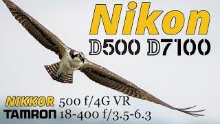 Nikon D500 & D7100 • Bird Photography • Tamron 18-400 & NIKKOR 500 f/4