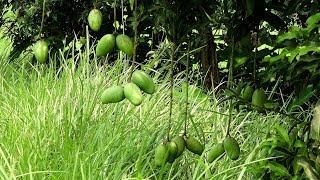 Exotic Tropical Fruits  Mango / Mangifera indica || The King of all fruits