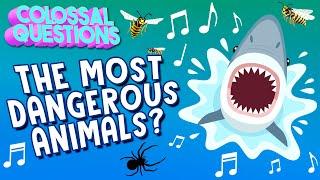 ️CAUTION: Which Animal is The Most Dangerous?  | COLOSSAL SONGS