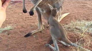 Baby Kangaroo Hops Outside of Mama's Pouch || ViralHog