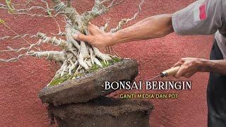 How to Change the Planting Media for Banyan Bonsai