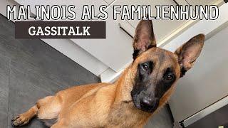 MALINOIS ALS FAMILIENHUND | GASSITALK | SKY IST 1 JAHR