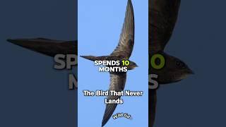 The bird that never lands: Amazing Swift facts #wildlifefacts #wildtidbits