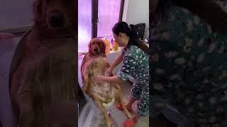 Come to Yuanmeng with your friends after a nice bath. Yuanmeng Star Cute Pet Debut Plan Couple