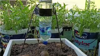 URBAN FARMING SMP INSTITUT INDONESIA SEMARANG (SPINDO SANG JUARA). KAMIS 13-3-2025