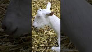 Permissible Animals for Udhiyah (Sacrifice)
