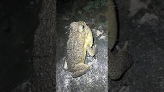  AMAZING  SOUND OF HAWAIIAN  FROG || TOAD