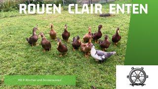 #06 Rouen Clair Enten & Küken Westfälische Totleger