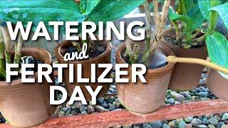 HOW I WATER AND FERTILIZE MY ORCHIDS | MY THOUGHTS ON AGGRESSIVE FEEDING | WATERING & FERTILIZER DAY