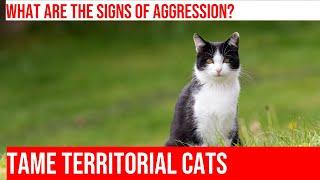 Taming Territorial Aggression in Cats: Tips and Tricks