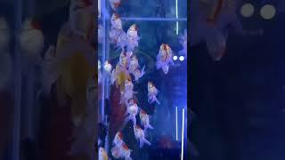 Exotic Fish | Chandigarh Fish Shop | Fish Aquarium Shop In Chandigarh #mohalipetvlogs