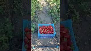 Клубника сорт Елизавета в этом году просто бомба ! 9.06.2025г.