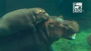 Timothy the hippo from San Antonio Zoo wants to be Fiona's boyfriend