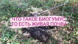 Плодородие Что такое Биогумус Живая Почва