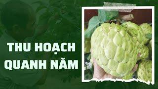 Thu Hoạch Quanh Năm Bằng Cách Chia Nhỏ Vườn | Mãng Cầu Ngọc Thiên OCOP | Ninh Thuận | Vườn Năm Thiên