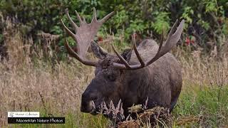 Swagger the Old Big Bull Moose Can Still Dominate #moose