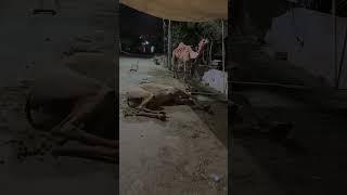 Mashallah ️ #camel #shorts #camels