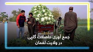 Cauliflower Harvest in Laghman province / جمع آوری حاصلات گلپی در ولایت لغمان