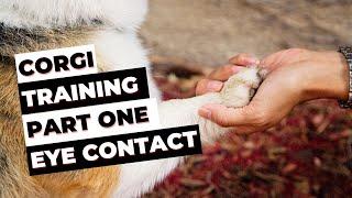 Corgi Training Guide Part 1 - Essential Tools & Eye Contact